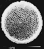view gif image of a diatom.