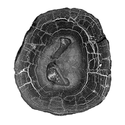 image of ferromanganese nodule cross-section, courtesy Dr. Frank Manheim, USGS.