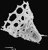 view gif image of a radiolarian.
